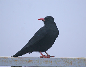 …while other local species include Red-billed Chough…